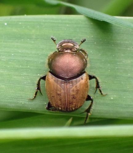 Réf. 283 454 : Onthophagus coenobita